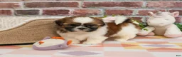 Shih Tzu dogs for sale: Fergie  - Ad 6