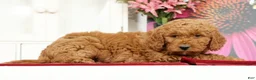Mini Goldendoodle dogs for sale: Miles - Ad 4