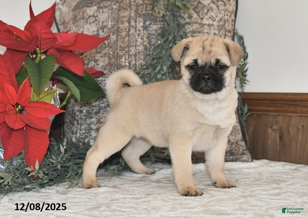 Mixed Breed dogs for sale: Beauty - Ad 2