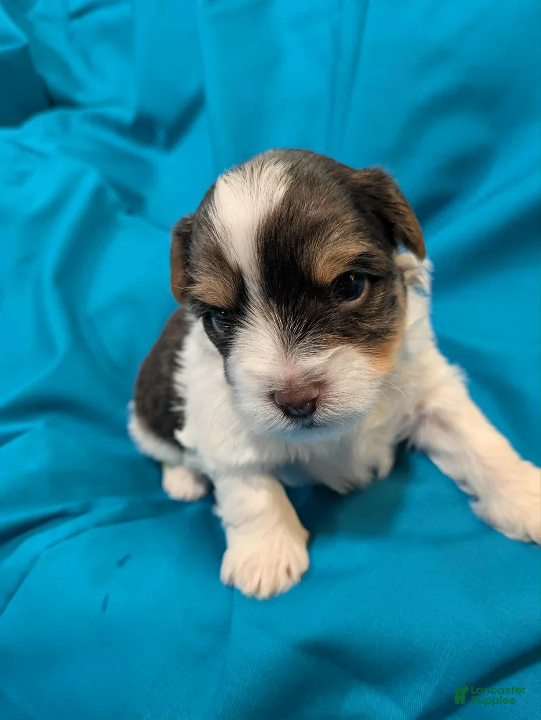 Mixed Breed dogs for sale: Mixed Breed Puppy 4 - Ad 2