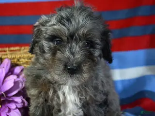 Mini Bernedoodle dogs Micro Bernedoodle Puppy 2 Baxter - Ad 36