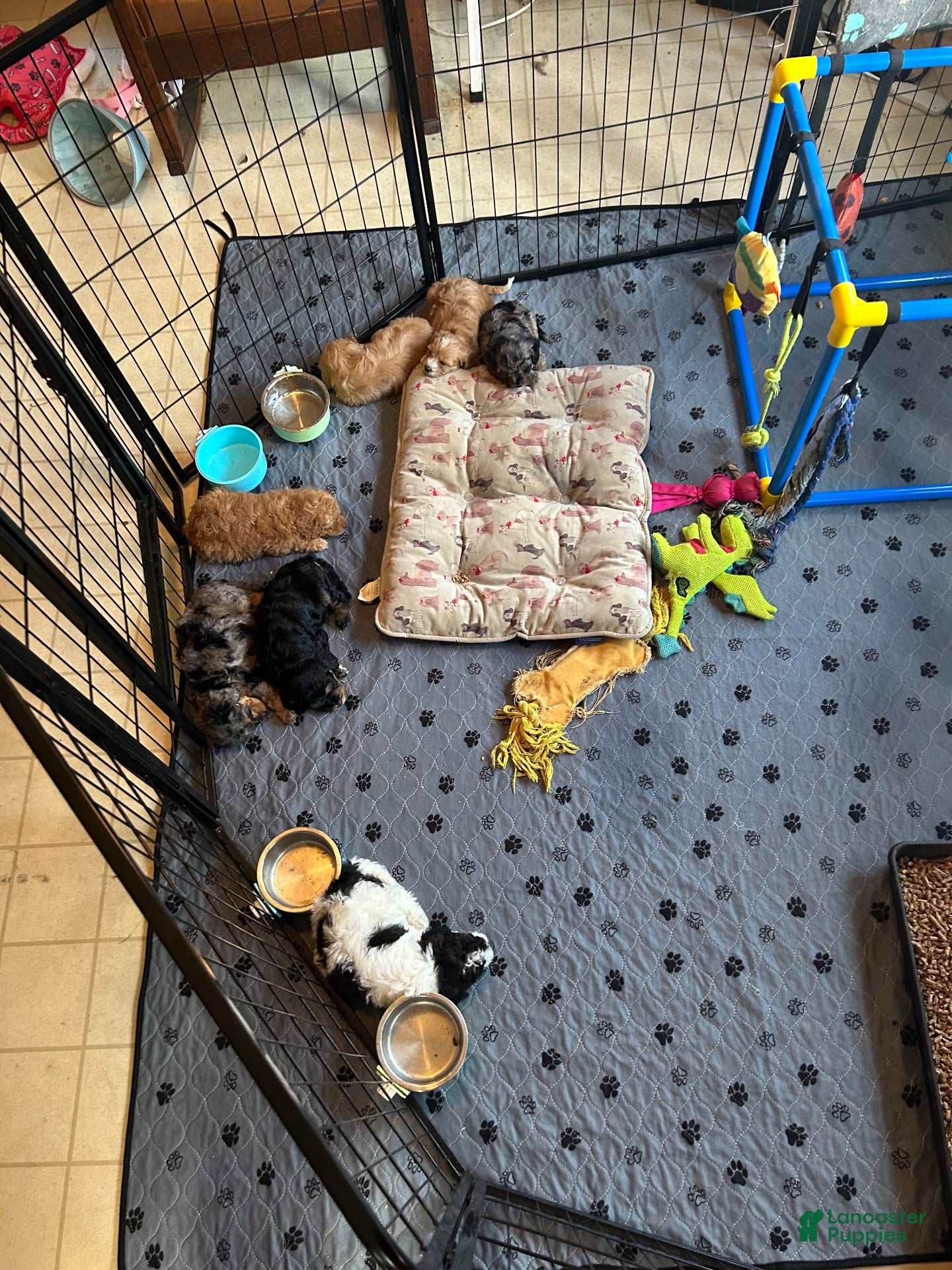 Cavapoo dogs Cavapoo 3 Montana - Ad 1