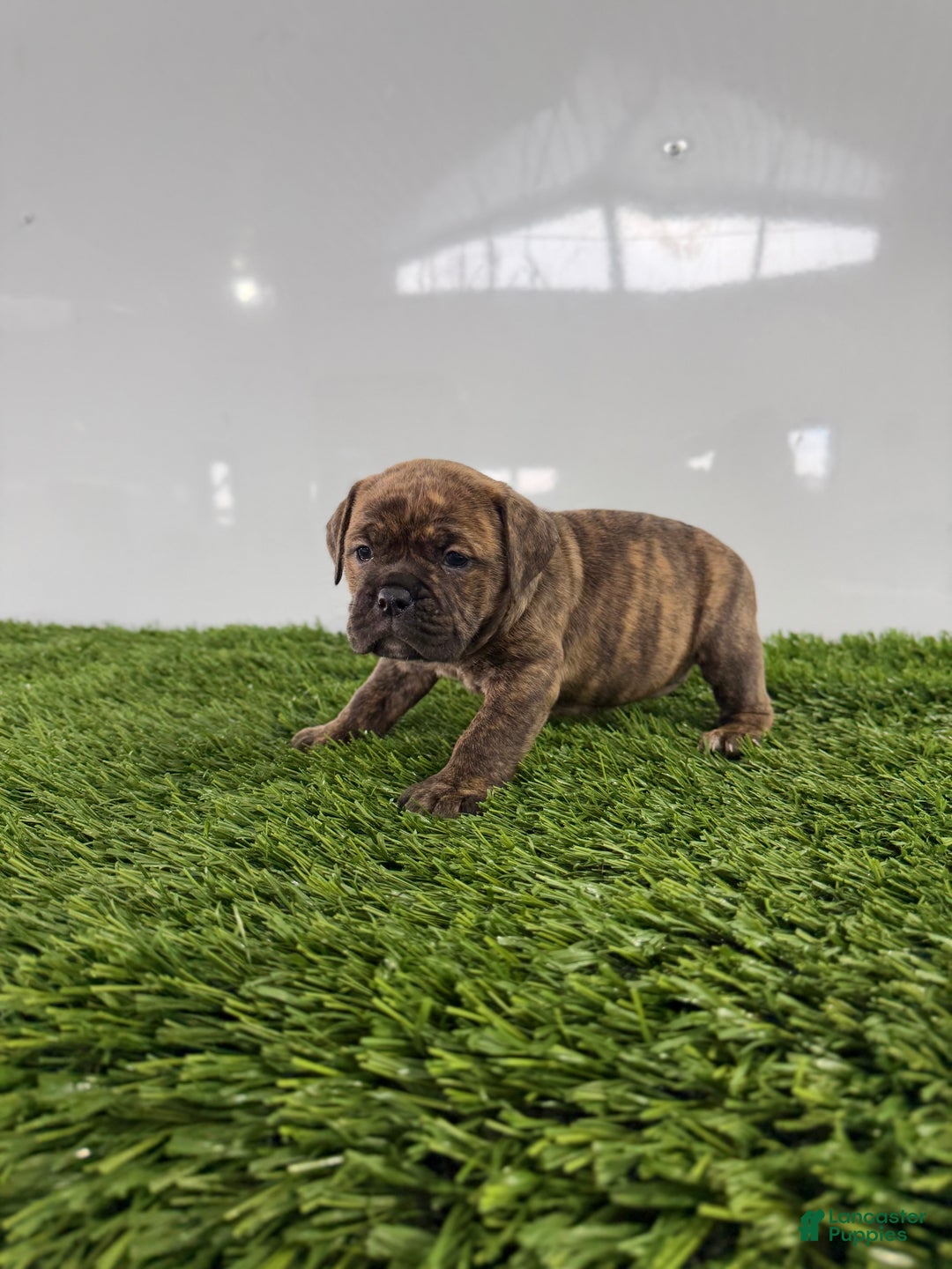 Olde English Bulldogge dogs for sale: Tilly - Ad 4