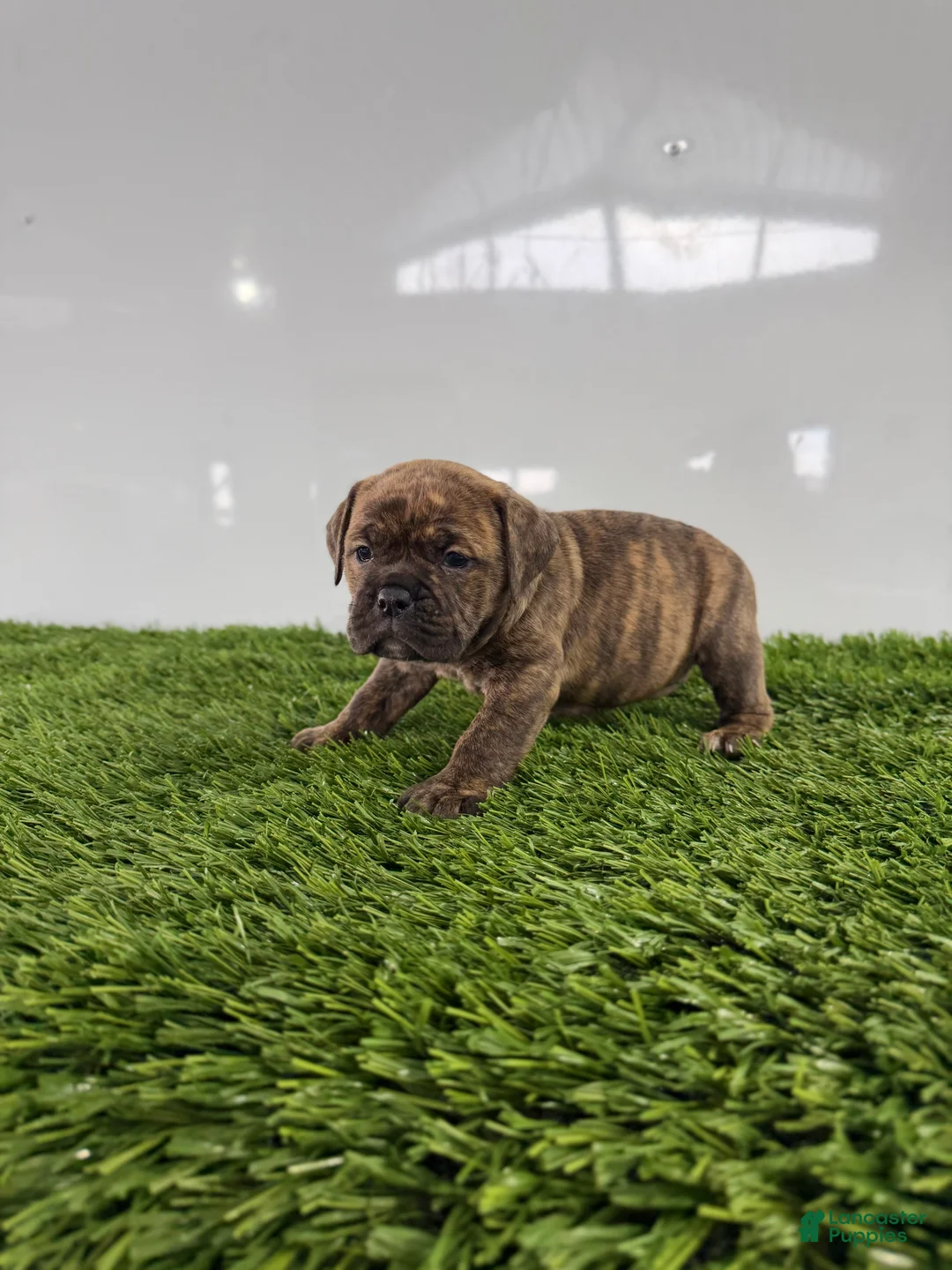 Olde English Bulldogge dogs for sale: Tilly - Ad 4