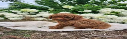 Miniature Poodle dogs for sale: Bella  - Ad 8