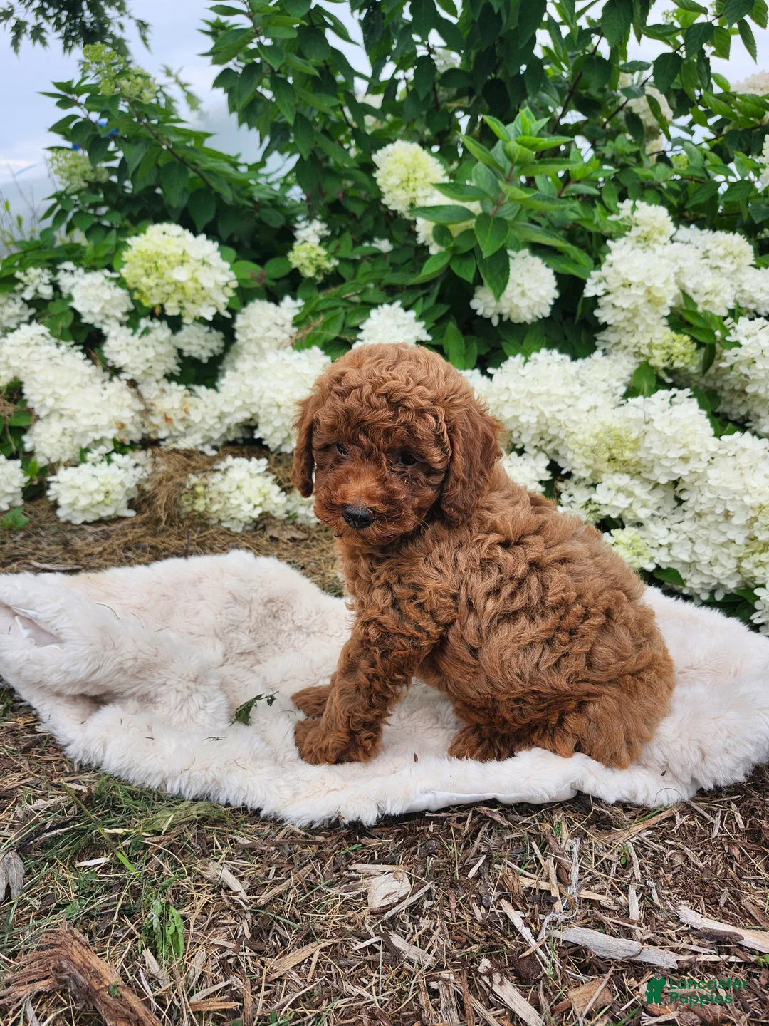 Miniature Poodle dogs for sale: Bella  - Ad 8