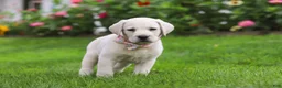 Labrador Retriever dogs for sale: Barbie - Ad 8