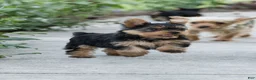 Yorkshire Terrier dogs for sale: Jasper - Ad 14