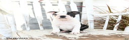Boston Terrier dogs for sale: Naveen - Ad 8
