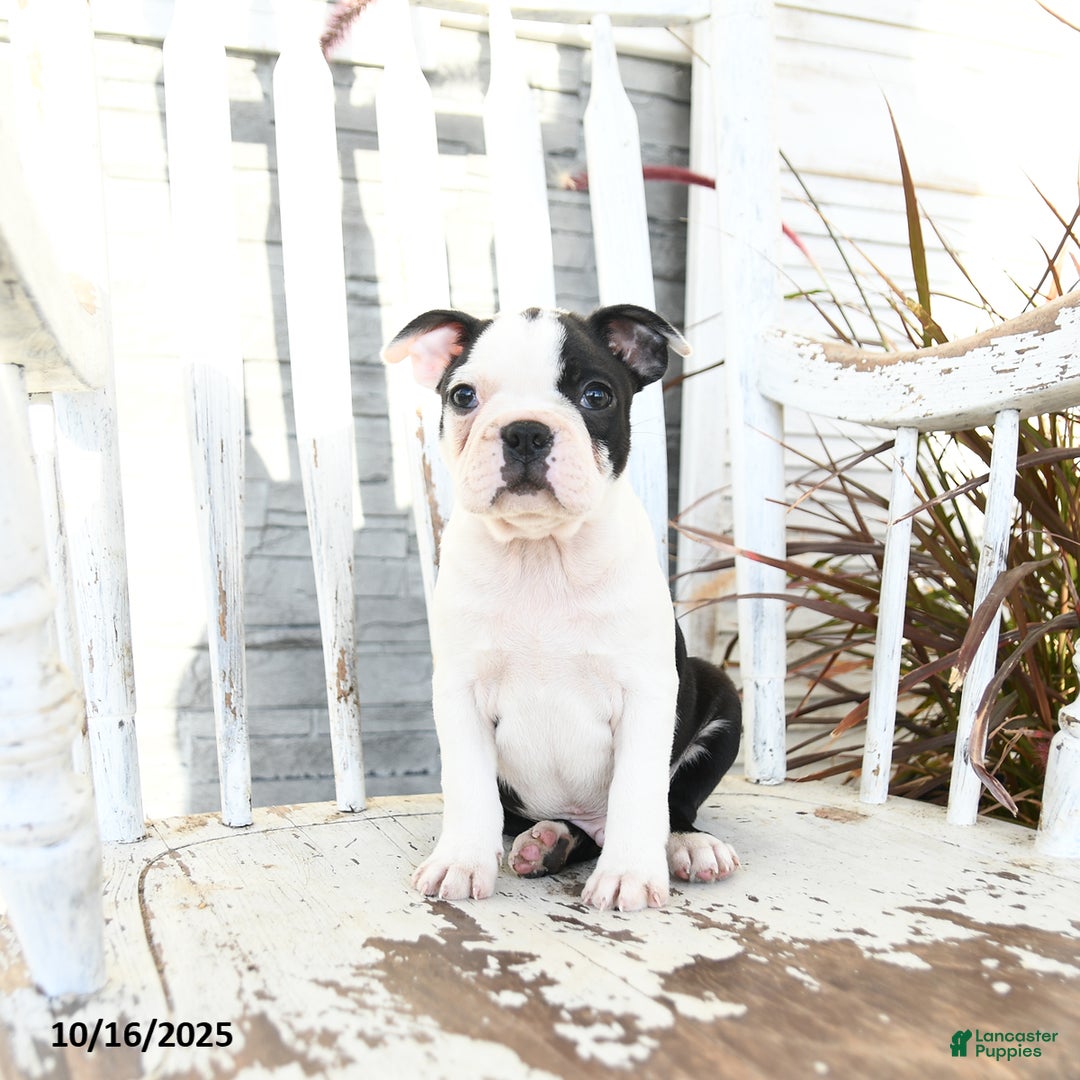 Boston Terrier dogs for sale: Naveen - Ad 8