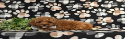 Miniature Poodle dogs for sale: Salvador 10 lbs Full Grown - Ad 5