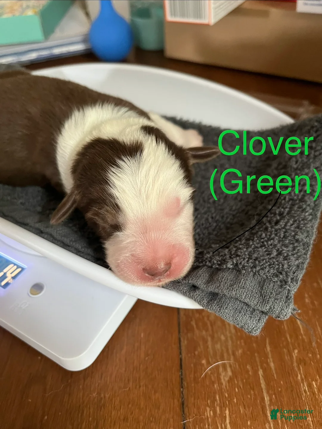 Australian Shepherd dogs for sale: Clover (Green) - Ad 1