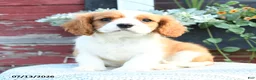 Cavalier King Charles Spaniel dogs for sale: Jace - Ad 1