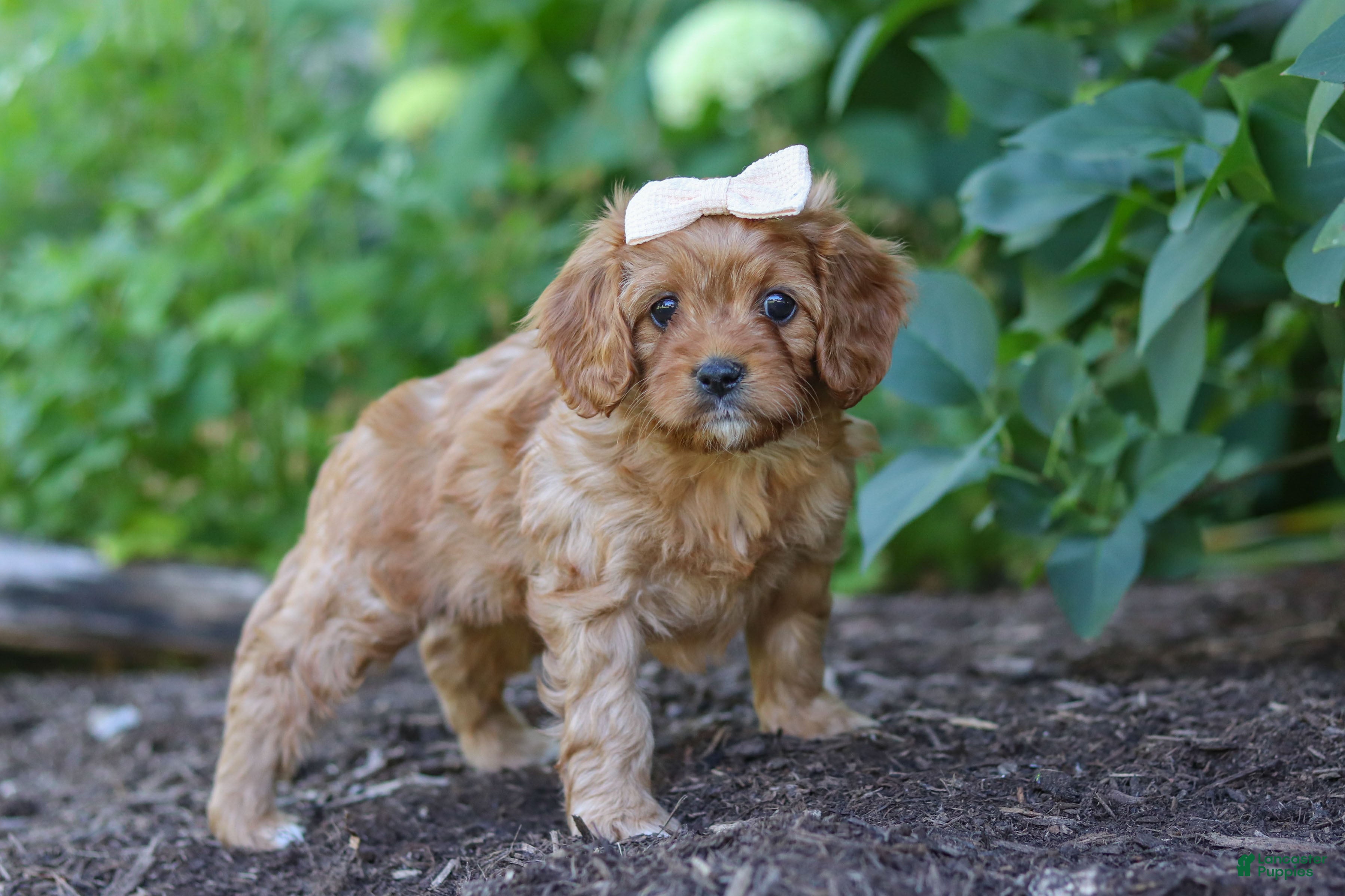 Cavapoo dogs Iylla - Ad 2