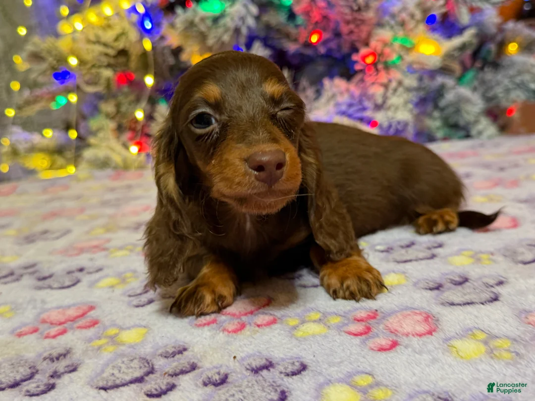 Miniature Dachshund dogs for sale: Ready 12/24/25 - Ad 38