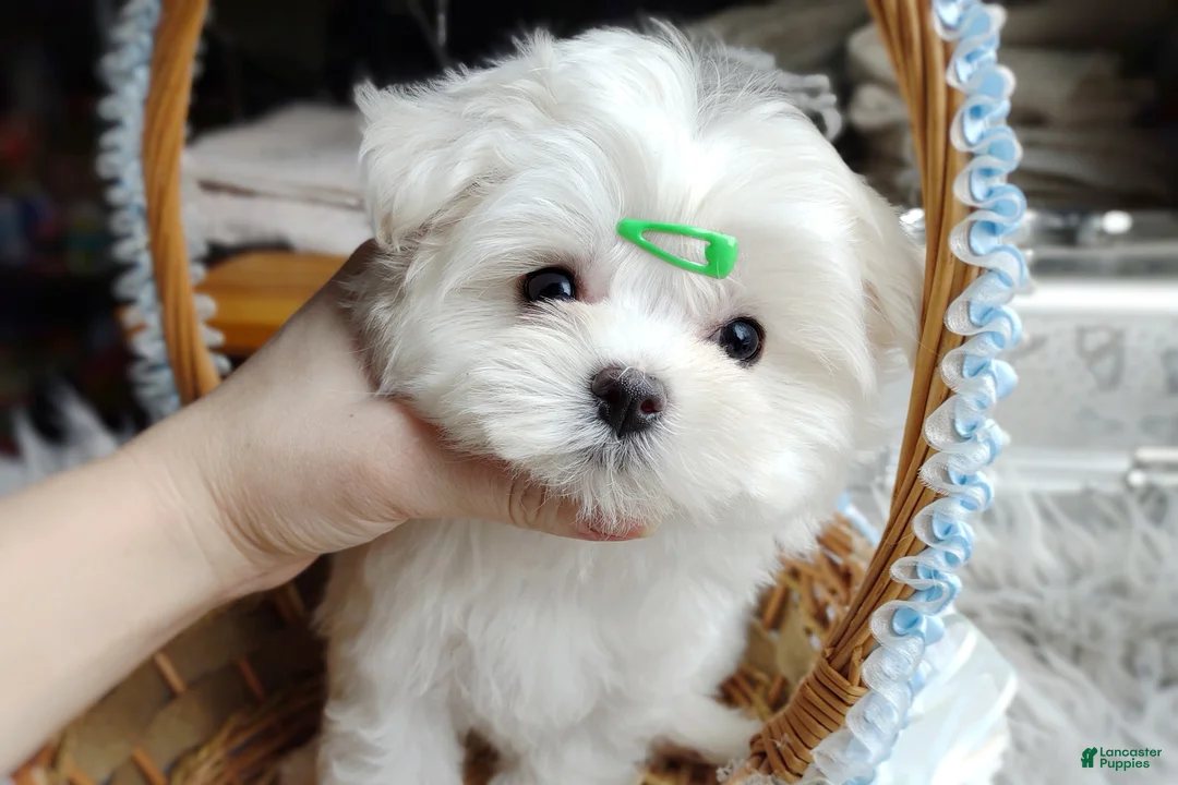 Maltese dogs for sale: Korean Babydoll Snowball  - Ad 2