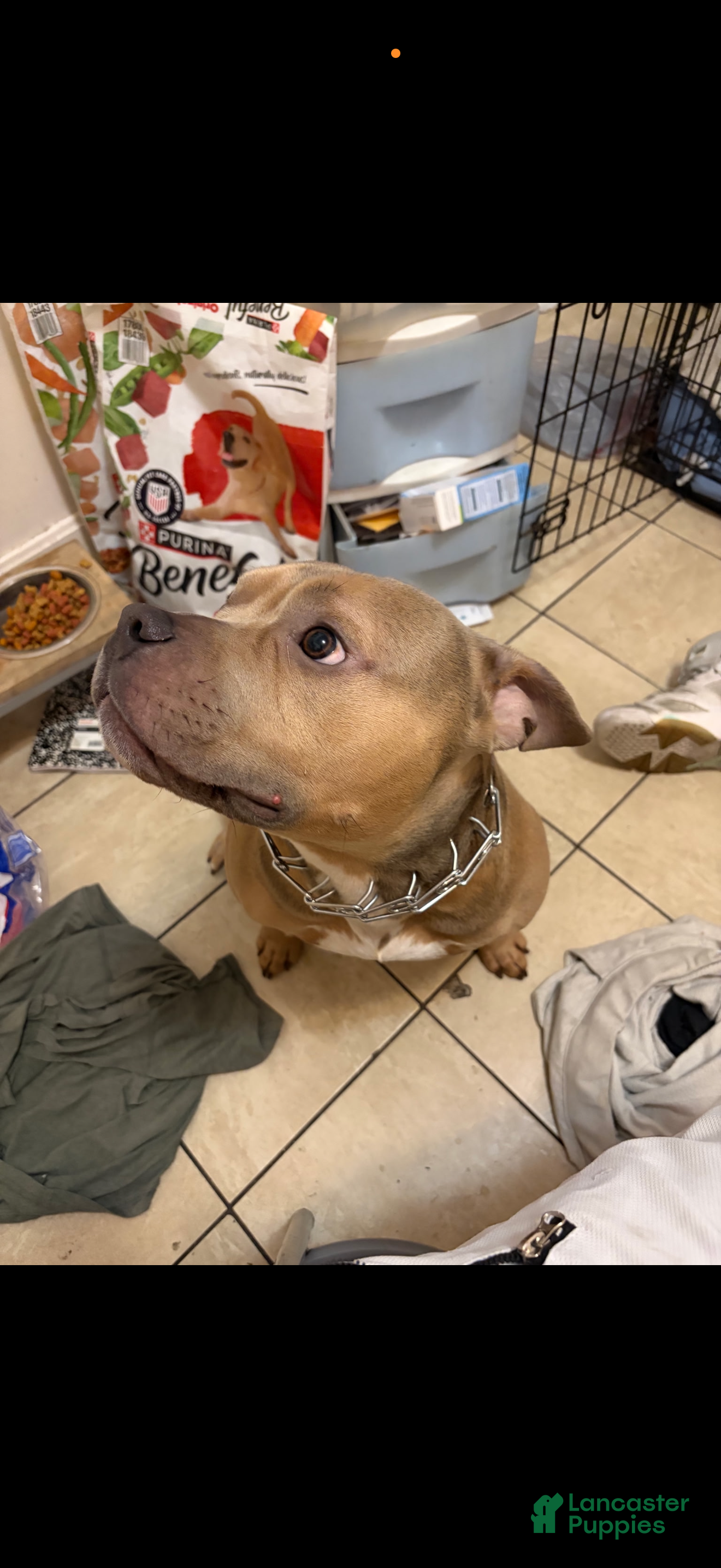 American Bully dogs for sale: American Bully 1 - Ad 2