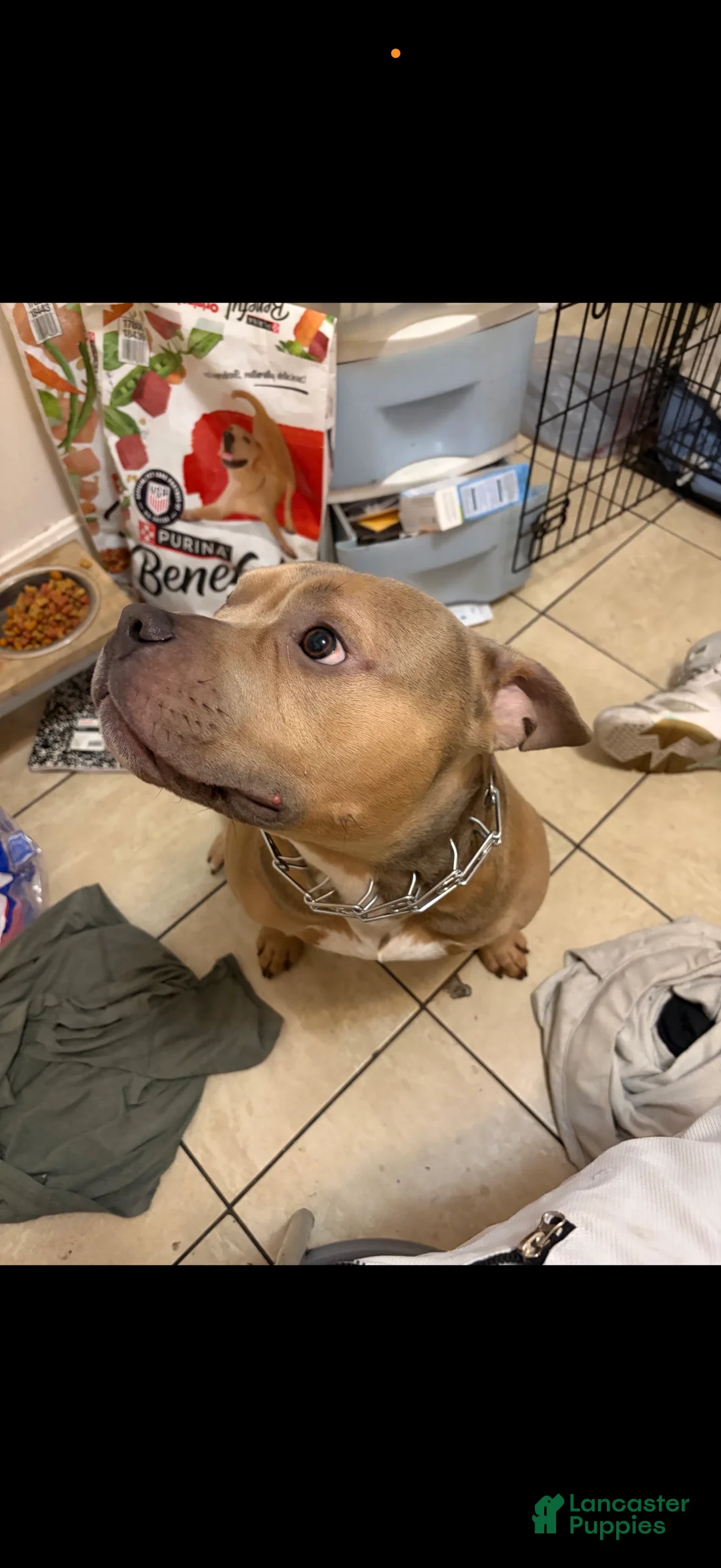 American Bully dogs for sale: American Bully 1 - Ad 1