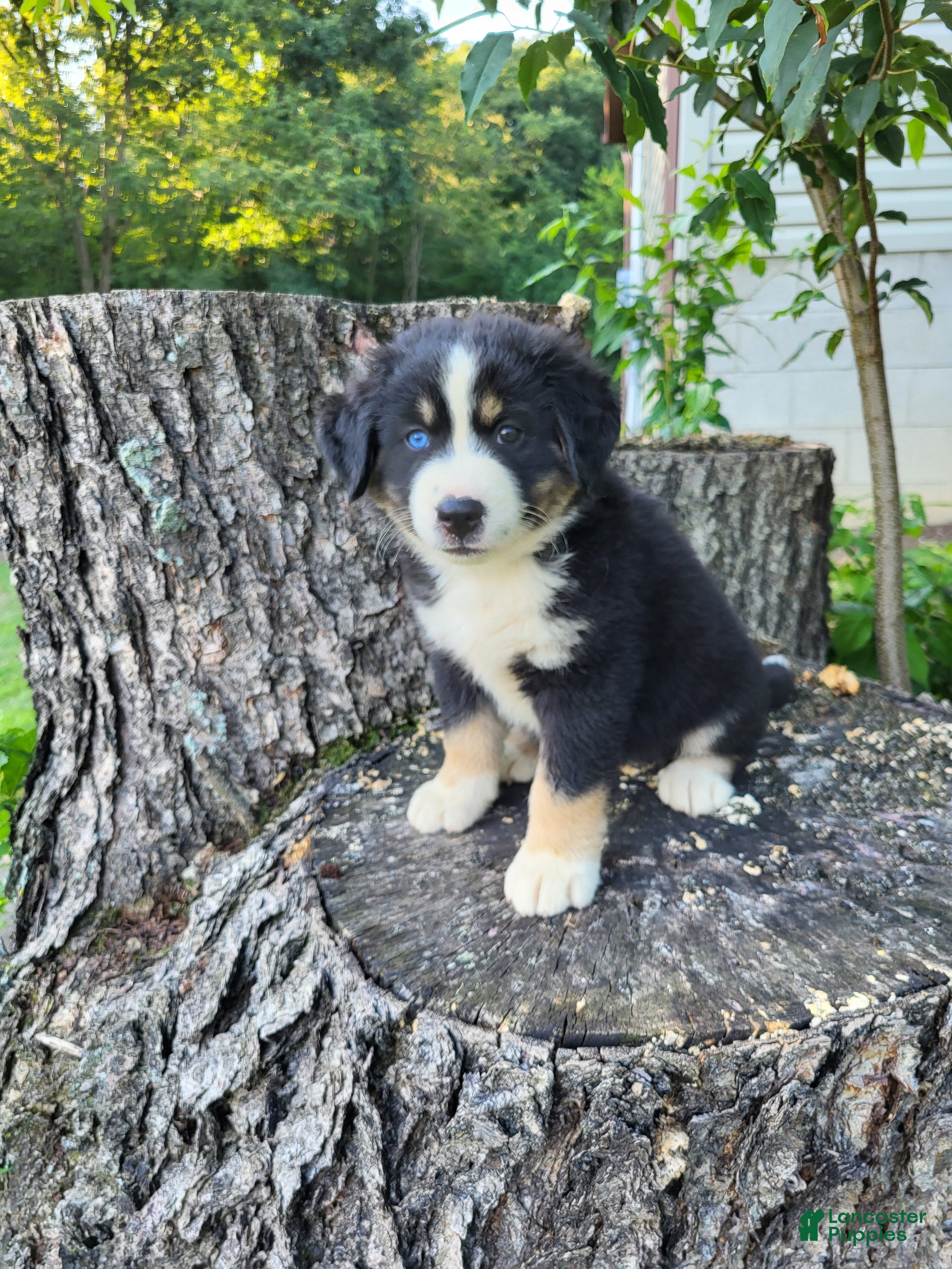 Mixed Breed dogs Buddy  - Ad 2