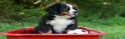 Bernese Mountain Dog dogs for sale: SPIKE - Ad 3