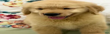 Golden Retriever 10
