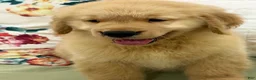 Golden Retriever dogs for sale: Golden Retriever 10 - Ad 1