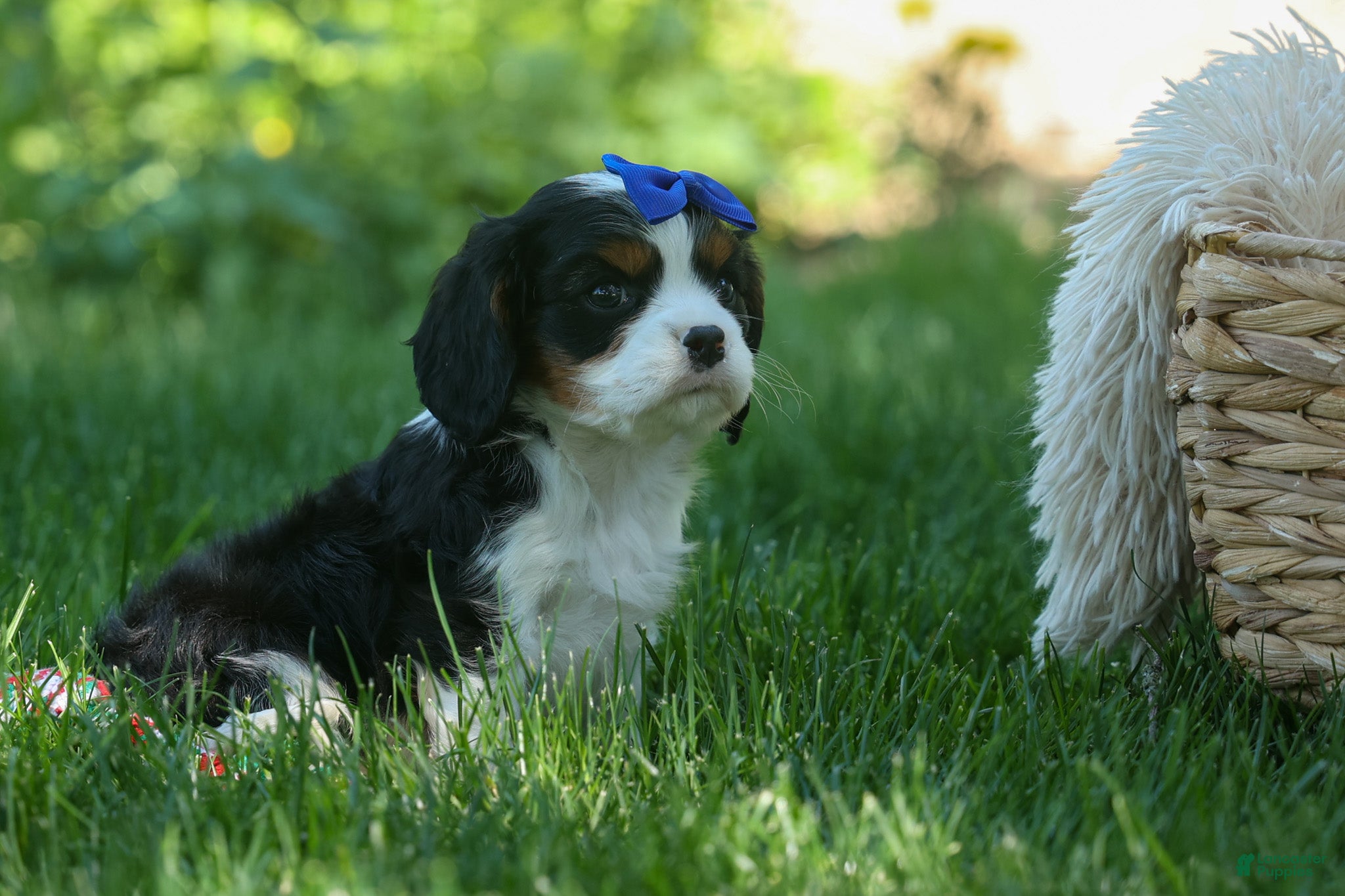 Cavalier King Charles Spaniel dogs Dotsn 🐾 - Ad 1