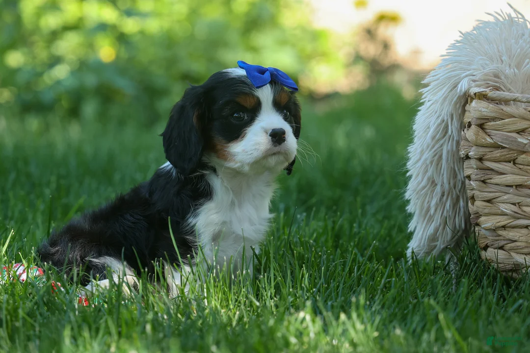 Cavalier King Charles Spaniel dogs for sale: Dotsn 🐾 - Ad 1