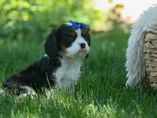 Cavalier King Charles Spaniel dogs for sale: Dotson ๐พ - Ad 4