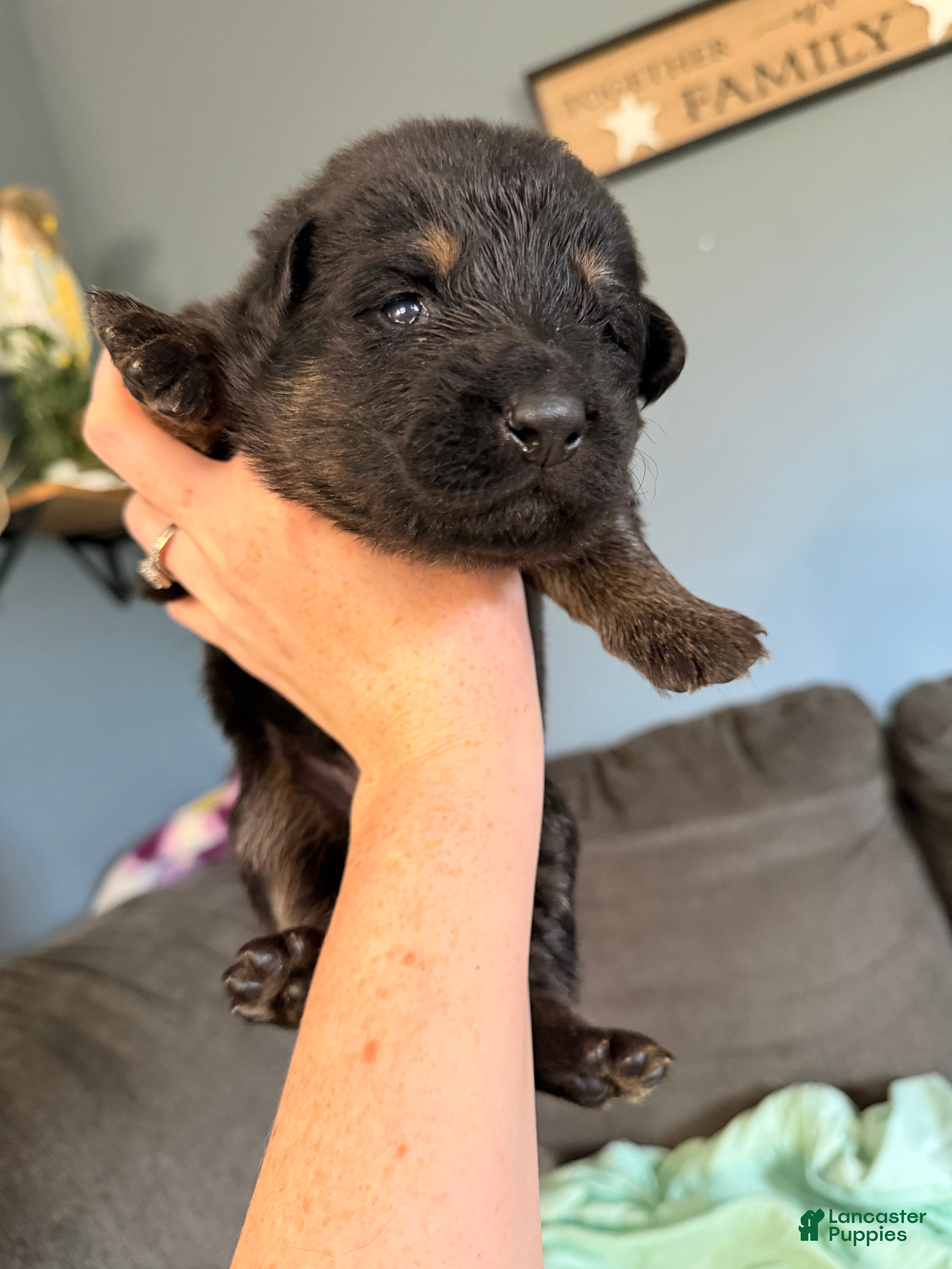 German Shepherd dogs German Shepherd Puppy 4- Pink Female - Ad 20