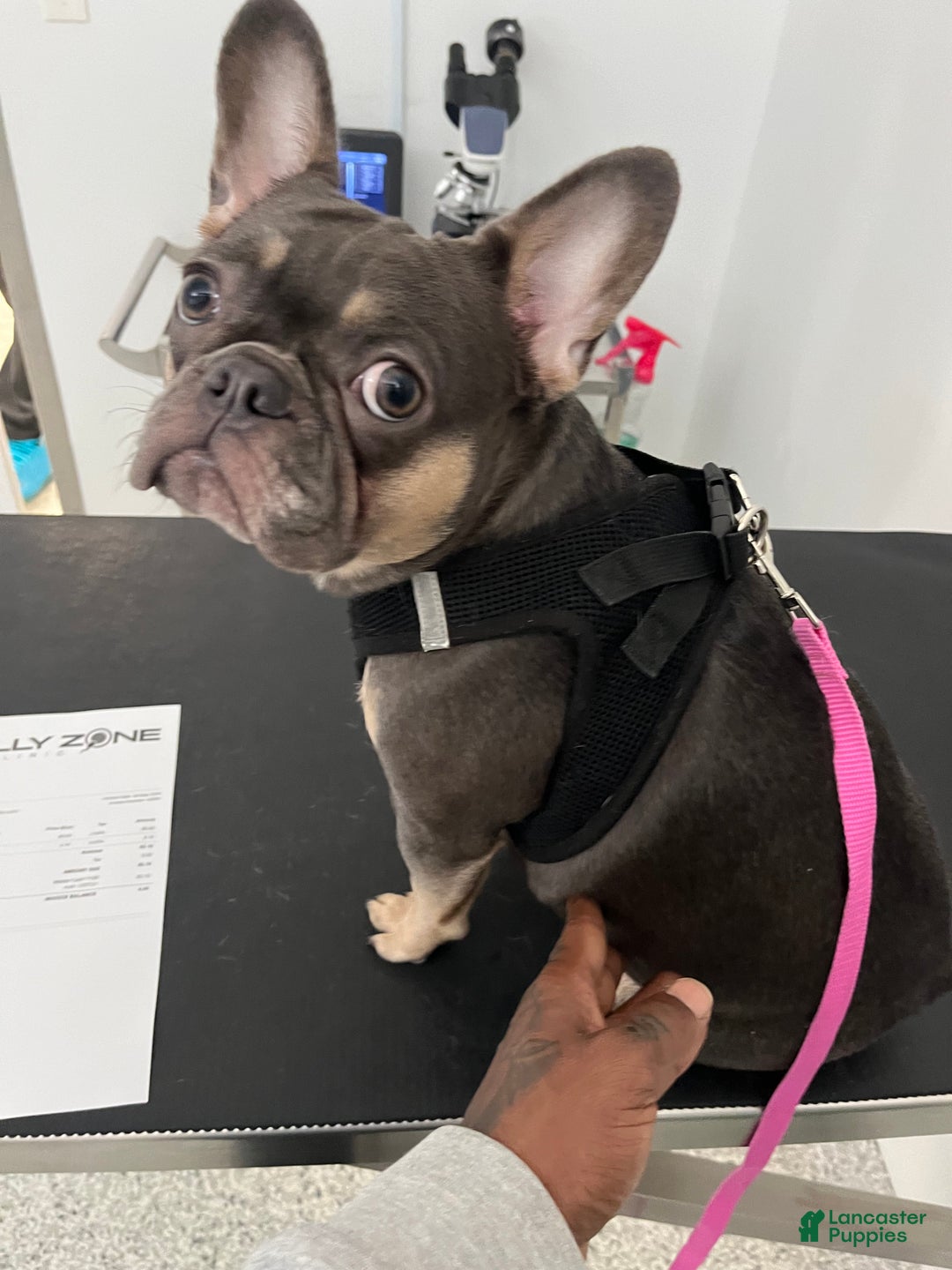 French Bulldog dogs for sale: Sterling - Ad 4
