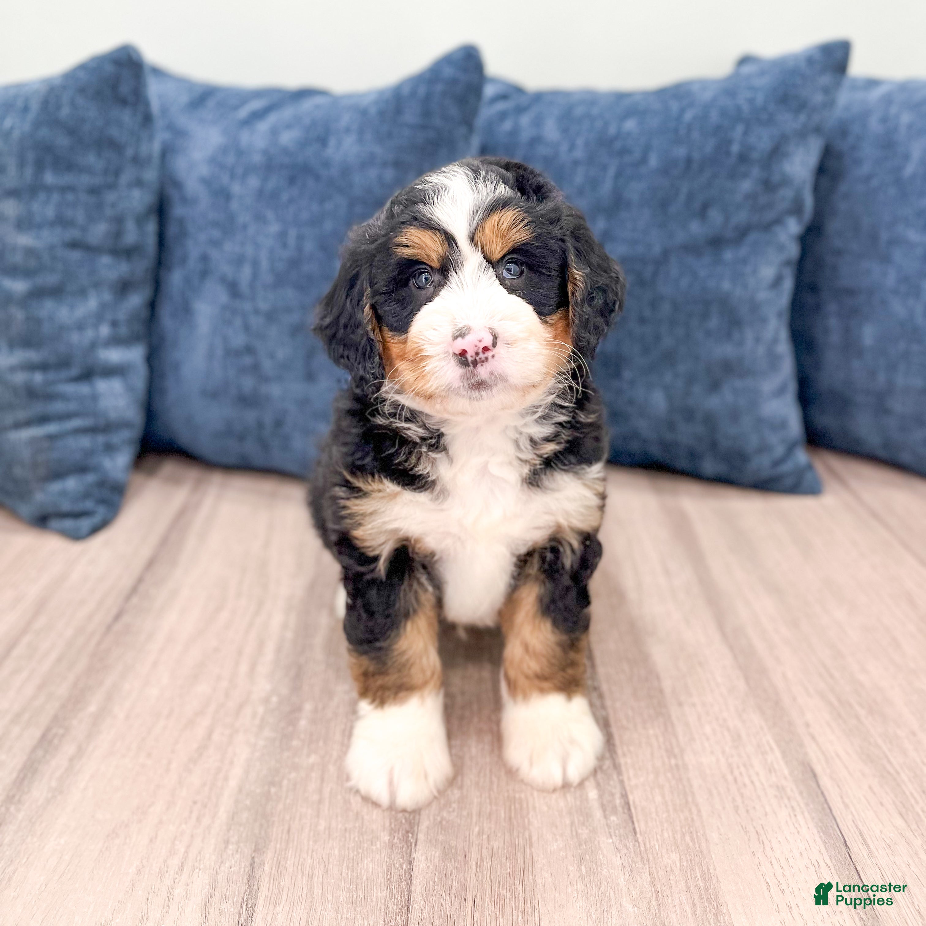 Mini Bernedoodle dogs Archie - Ad 2