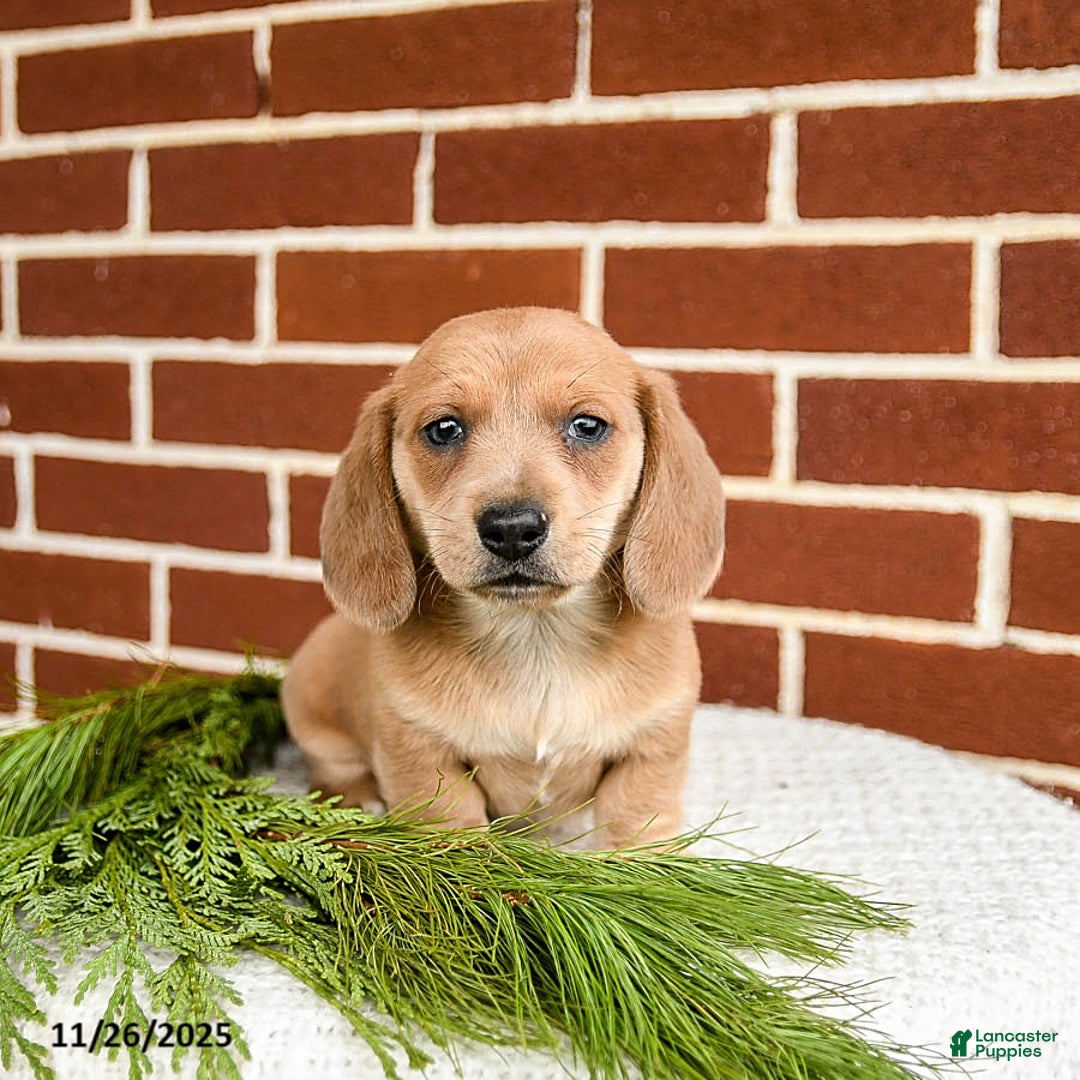 Miniature Dachshund dogs for sale: Blaze - Ad 2