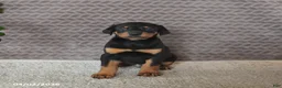 Doberman Pinscher dogs for sale: Monroe - Ad 3
