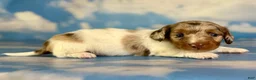 Miniature Dachshund dogs for sale: Vixen LH PRA clear OFA Chic parents - Ad 5