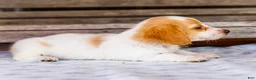 Miniature Dachshund dogs for sale: Charlotte - Ad 6