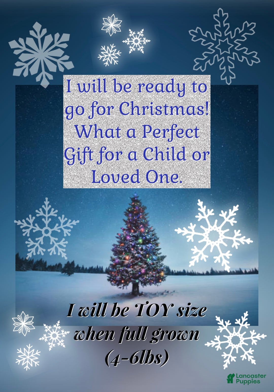 Yorkiepoo dogs for sale: TOY Size Willow - Ad 13