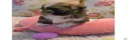 Shih Tzu dogs for sale: Shih Tzu 6 - Ad 11