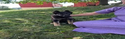 German Shepherd dogs for sale: Dani - Ad 5