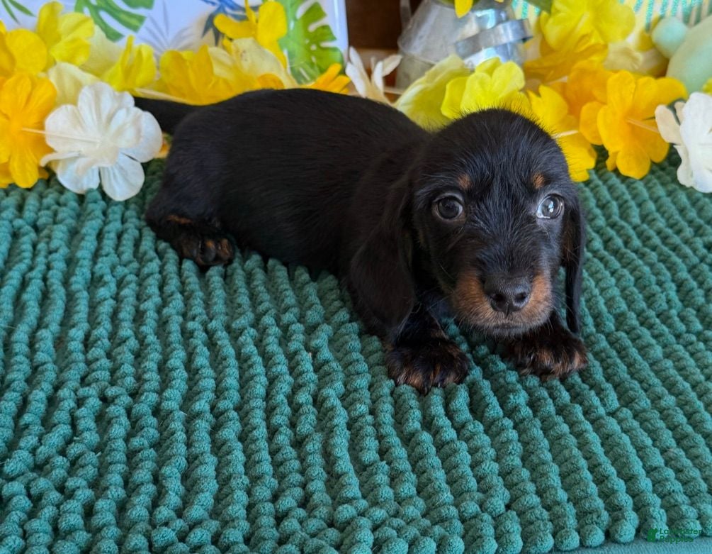 Dachshund dogs Rhett Wire - Ad 17