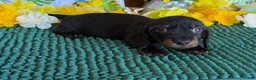 Dachshund dogs for sale: Rhett Wire - Ad 1