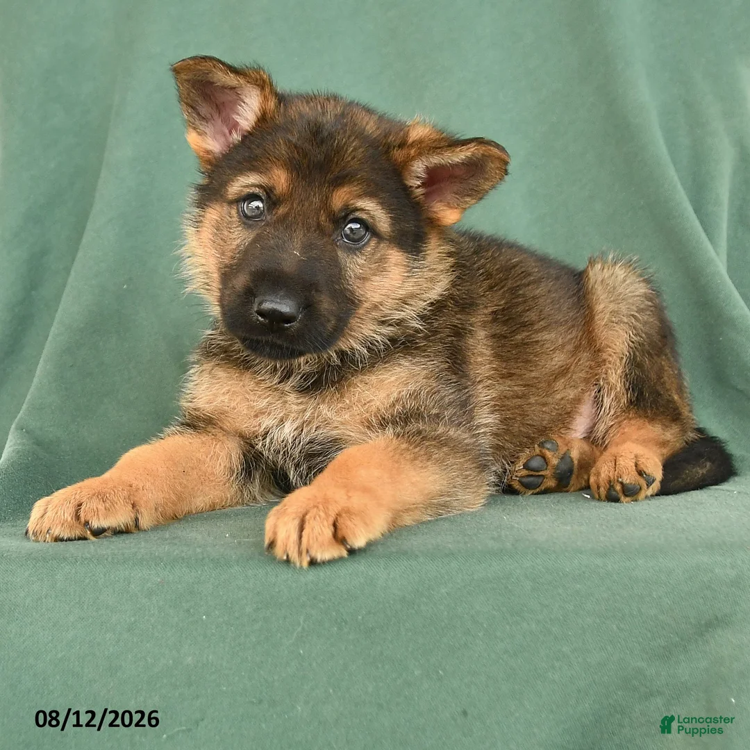 German Shepherd dogs for sale: Grady - Ad 2