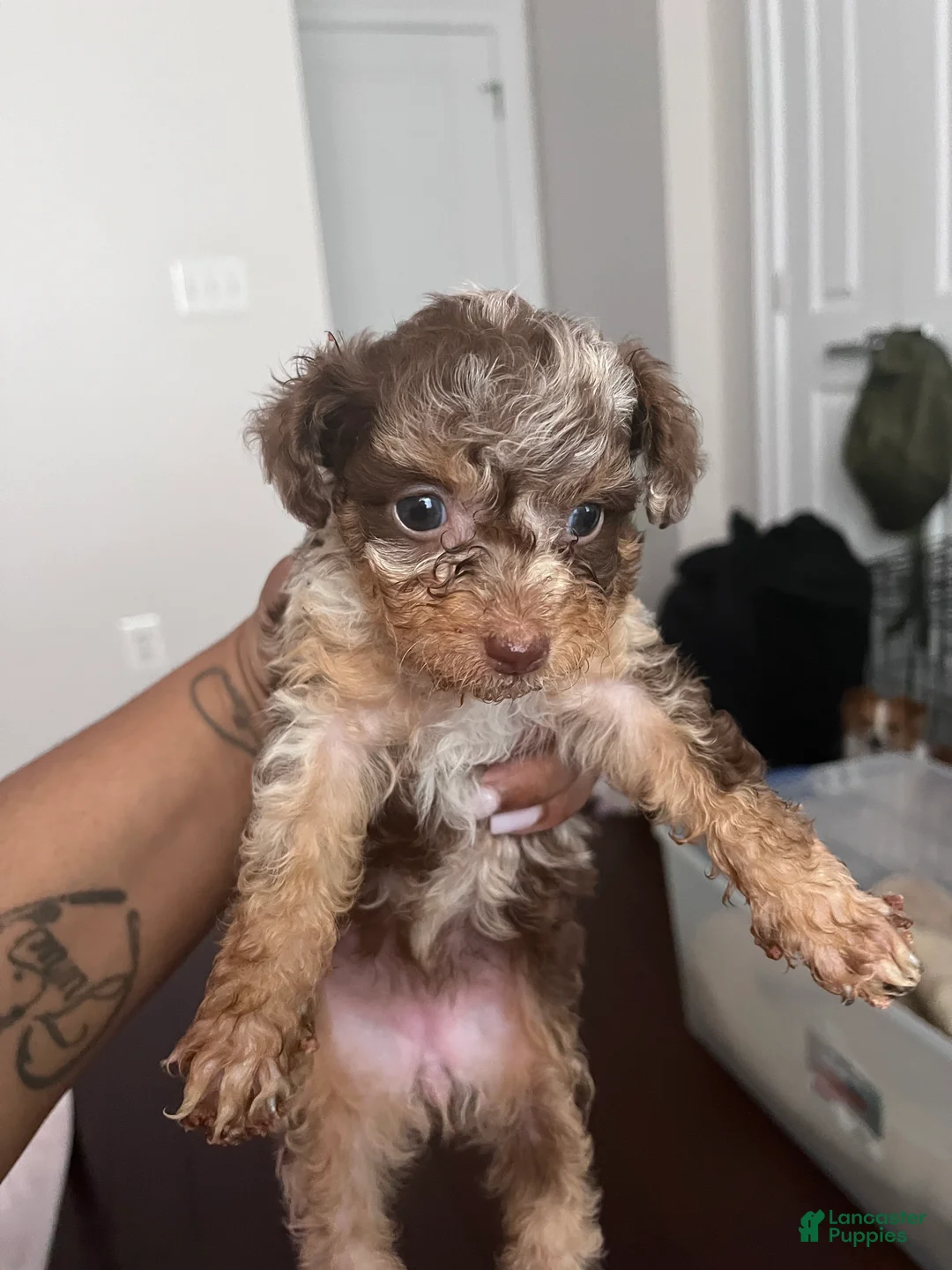 Mixed Breed dogs for sale: Coco - Ad 1