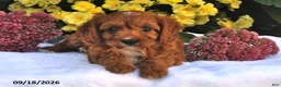 Cavapoo dogs for sale: Peaches - Ad 2