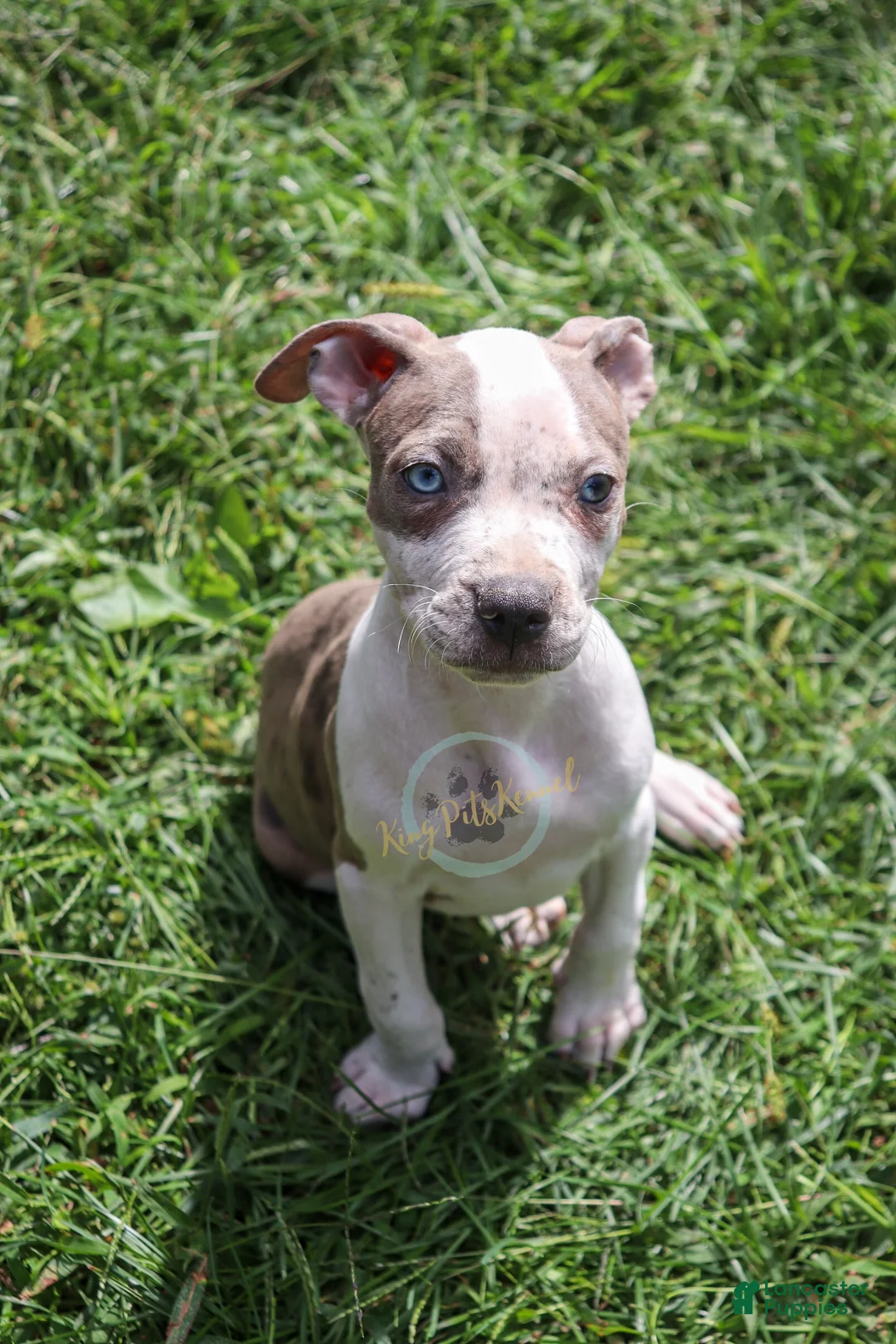 American Bully dogs for sale: Yellow - Ad 1