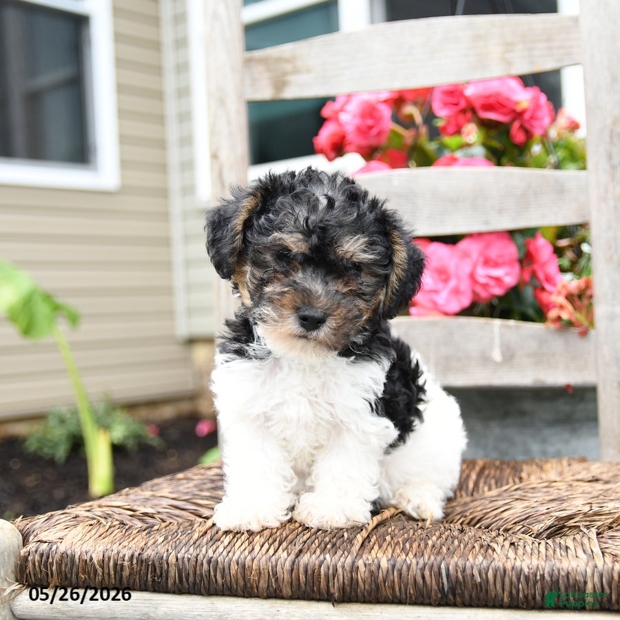 Yorkiepoo dogs Cheif  - Ad 1