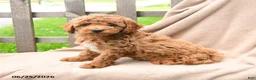 Cavapoo dogs for sale: Kassidy - Ad 3