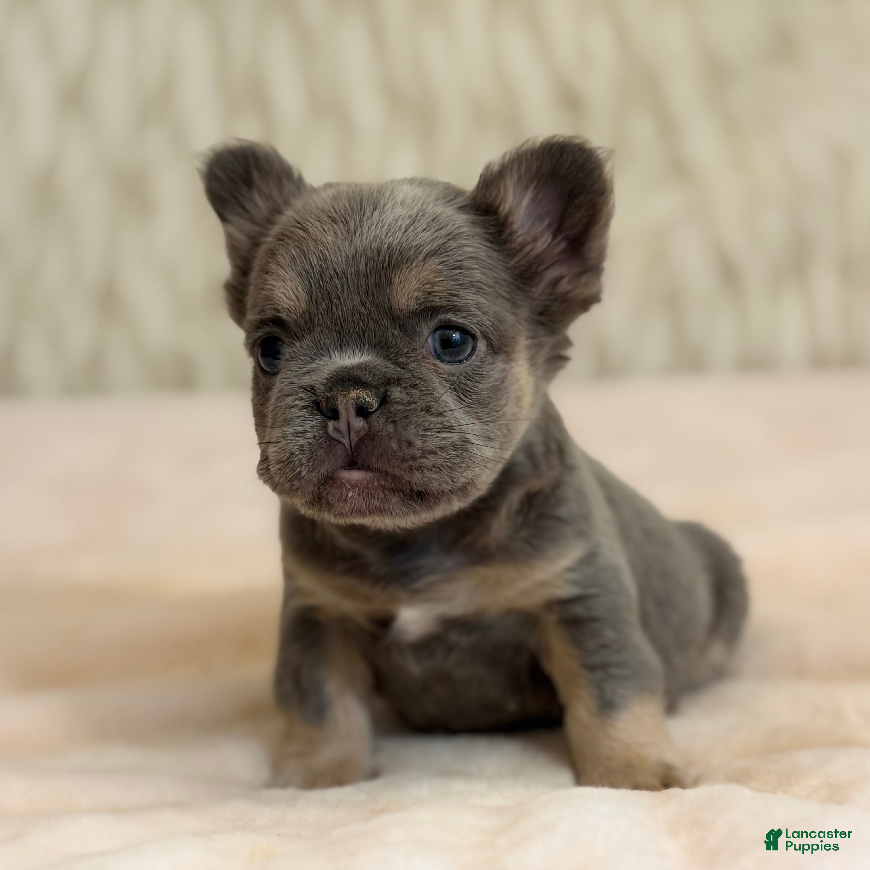 French Bulldog dogs French Bulldog Puppy 2 - Ad 2