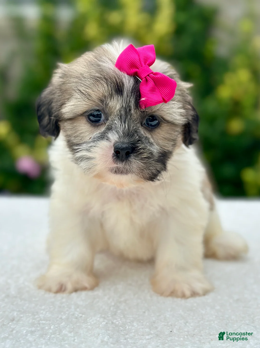 Shih Tzu dogs for sale: Girl Ruby 0832 - Ad 1