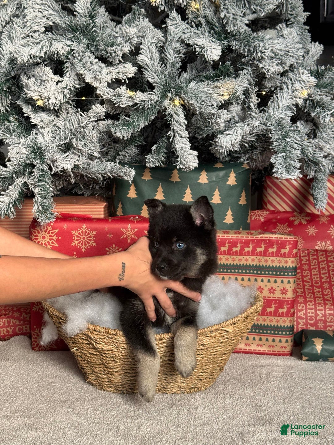 Pomsky dogs for sale: Prancer - Ad 3